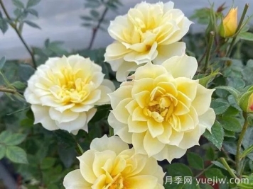 超微月季推薦，黃金姬月季