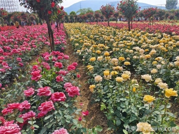 如何區分家庭園藝與園林工程的不同之處？