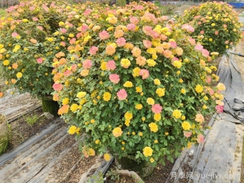 球類(lèi)在植物組團中的作用