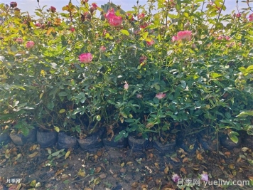 盆栽微型月季的養殖辦法，做好三點(diǎn)開(kāi)花不斷