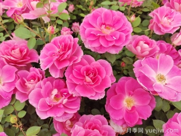 植物怎樣搭配以實(shí)現四季有景？