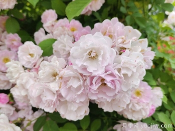 如果有個(gè)院子，一定要種一棵薔薇