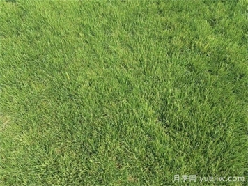 開(kāi)春以后草坪如何快速返青？