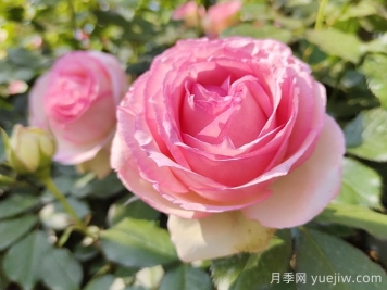 藤本月季的特征、品種、養護