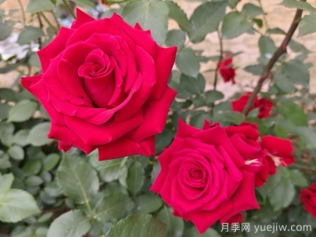 月季的專(zhuān)業(yè)名詞解析，看懂術(shù)語(yǔ)