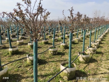 三月份南北方園林養護工作指南