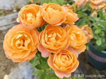 果汁陽(yáng)臺月季專(zhuān)為陽(yáng)臺，讓果汁陽(yáng)臺四季開(kāi)花的辦法