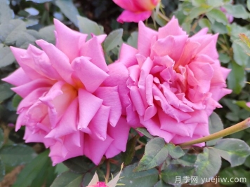 月季花施肥如何延長(cháng)觀(guān)賞期？