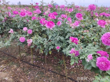 ?半陰環(huán)境光照不足如何養好月季花？
