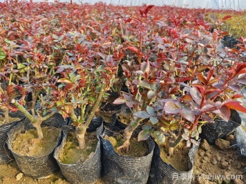 什么是抹芽？為什么春天月季要抹芽？
