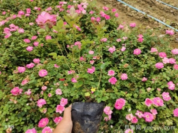 ?月季整株打焉耷拉是怎么回事？