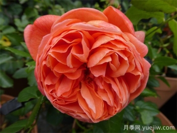 夏日之歌月季推薦，奧斯汀濃香月季