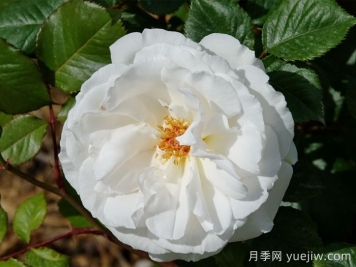 格麗特梅麗爾月季，英國第一香白月季