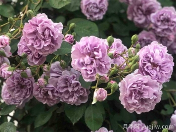 藍色陰雨月季，藍紫色藤本月季推薦