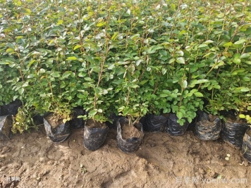 月季什么時(shí)候種植最好？