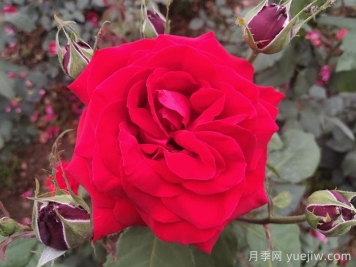 喜歡月季花，你知道月季花該如何養？