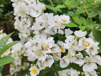 網(wǎng)購回來(lái)的月季不開(kāi)花是怎么問(wèn)題？