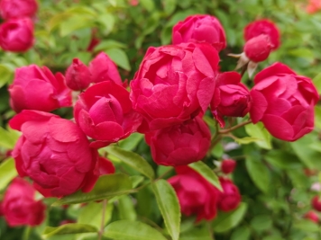 紅木香，爬藤霸主，生長(cháng)快花量多        