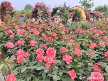 如何打造一個(gè)月季花園？品種選擇、花園規劃、工具準備