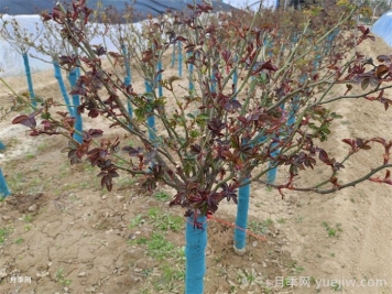 月季發(fā)芽了，葉片一碰就掉是什么問(wèn)題？