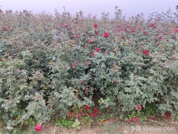 月季產(chǎn)生肥害，月季花施肥的正確方法是什么？  