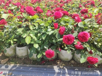 可以讓月季多開(kāi)花的三種肥水    