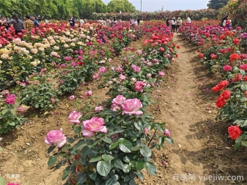 園林景觀(guān)工程包含哪些具體施工項目和施工標準？