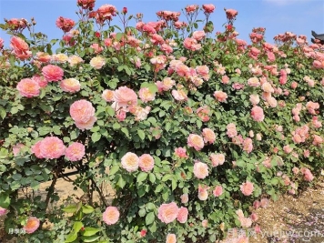 有了院子，一定要種棵爬藤月季