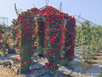 爬藤月季怎么牽引到墻壁上？輕松做月季花墻