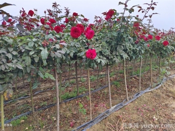 春季如何提高園林工程中新栽植物的成活率？