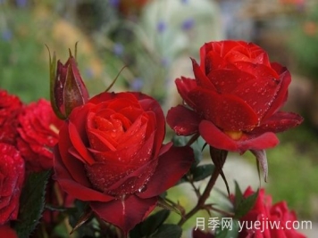 月季推薦，日蝕王陽(yáng)臺月季