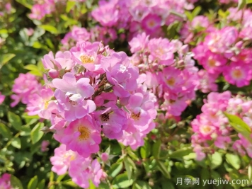打造露臺花園的五個(gè)小技巧