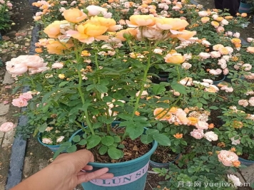 盆栽月季怎么養？分享4點(diǎn)關(guān)鍵技巧