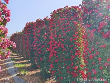推薦13個(gè)藤本植物爬到花墻，開(kāi)出一片花海