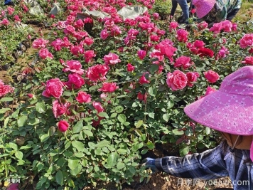 如何讓月季全年花開(kāi)不斷？