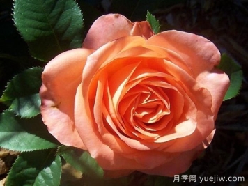 月季推薦，木瓜月季