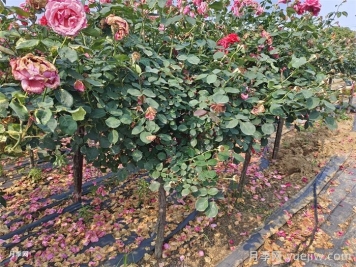 綠化樹(shù)樁月季種植規范