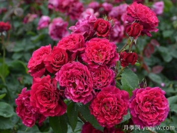 月季推薦，紅丘月季