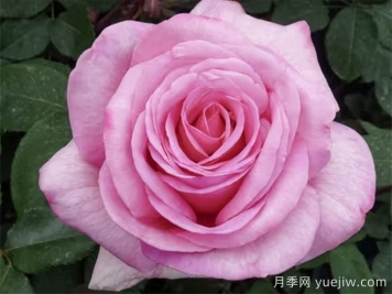 月季推薦，甜蜜訴說(shuō)月季