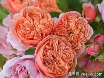 月季推薦，絲綢之路月季