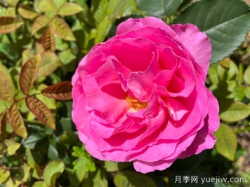 復古小姐月季
