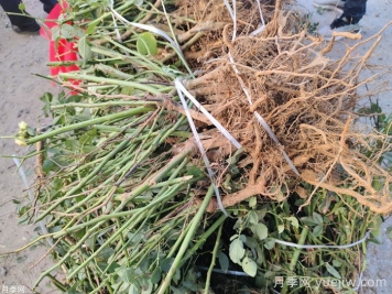 月季花的裸根曬一周還能活嗎？