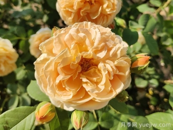 花卉市場(chǎng)月季十元一盆，為何網(wǎng)購月季苗要五十一盆？