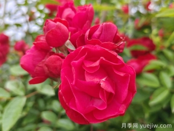 紅木香爬藤月季的優(yōu)缺點(diǎn)是什么？紅木香養護方法