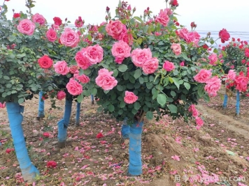 河北河間：月季成網(wǎng)紅，美麗能致富