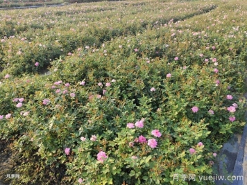 月季花怎么澆水和施肥？