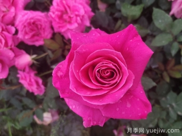 題月季，詩(shī)十三首