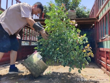 月季出秋筍，教你兩個(gè)月養成大壯枝