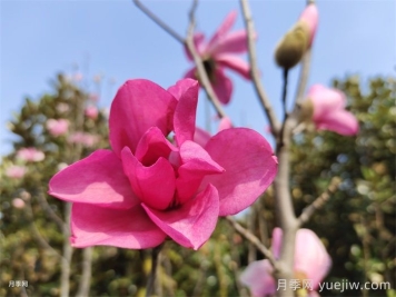 玉蘭為何被稱(chēng)為望春花？