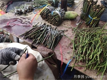 月季嫁接是門(mén)技術(shù)活，該如何做？